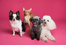 Retalho de produtos para animais de estimação em expansão no mercado em Portugal