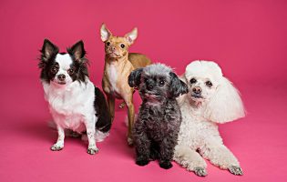 Retalho de produtos para animais de estimação em expansão no mercado em Portugal