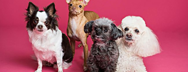 Retalho de produtos para animais de estimação em expansão no mercado em Portugal
