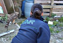 GNR constitui três arguidos por crimes contra a natureza e recolhe 14 aves em Matosinhos e Gaia
