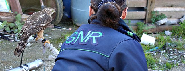 GNR constitui três arguidos por crimes contra a natureza e recolhe 14 aves em Matosinhos e Gaia