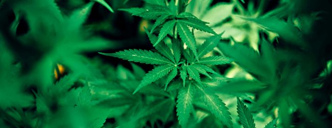 Ministério Público acusa 15 pessoas de venderam droga nas redes sociais de norte a sul do País
