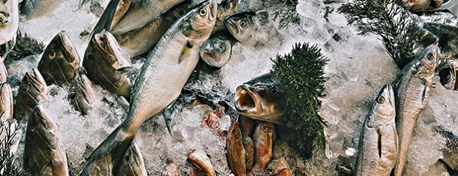 Docapesca diz que preço médio do pescado nas lotas cresce 5,4% em 2024 com 2,39 euros por kg
