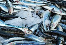 Governo de Portugal diz que selo azul na pesca da sardinha deve chegar a Portugal no verão