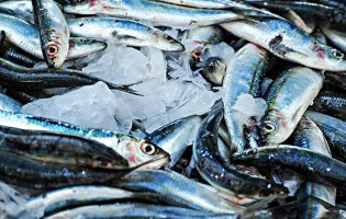 Governo de Portugal diz que selo azul na pesca da sardinha deve chegar a Portugal no verão