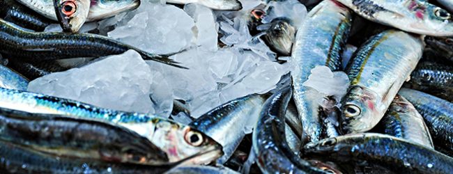 Governo de Portugal diz que selo azul na pesca da sardinha deve chegar a Portugal no verão