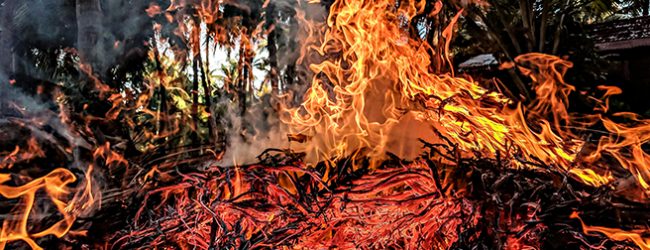 GNR deteve homem de 80 anos suspeito de provocar incêndio florestal em Vila do Conde