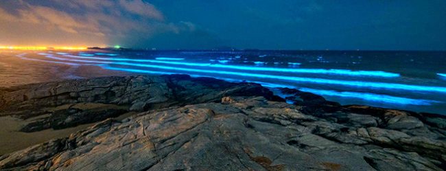 Alga Noctiluca Scintillans dá bioluminescência ao mar na freguesia de Vila Chã em Vila do Conde