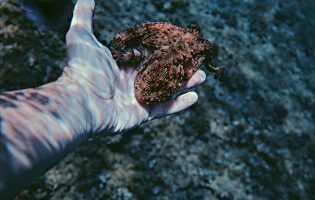 Apreendidas 120 artes de pesca ilegais em fiscalizações de captura de polvo no Norte