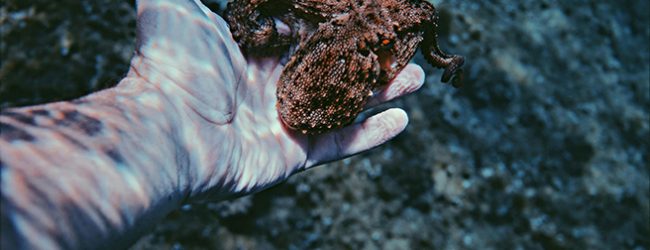 Apreendidas 120 artes de pesca ilegais em fiscalizações de captura de polvo no Norte