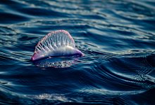 Exemplares de caravela-portuguesa detetados em 23 praias do Norte entre Vila do Conde e Caminha