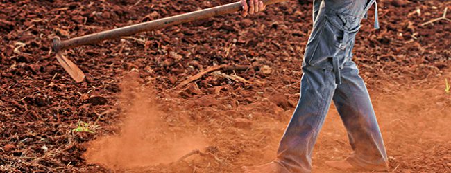 GNR deteve em exploração agrícola de Vila Nova de Famalicão três estrangeiros em situação ilegal