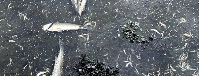 Nova descarga mata aves e peixes na foz do rio Onda que separa Vila do Conde de Matosinhos