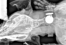 Cão engole anzol na marginal de Caxinas em Vila do Conde e tem de ser operado de urgência