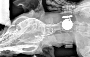 Cão engole anzol na marginal de Caxinas em Vila do Conde e tem de ser operado de urgência