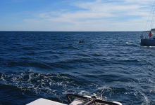 Veleiro com bandeira francesa atacado por orcas ao largo de Vila do Conde teve que ser socorrido