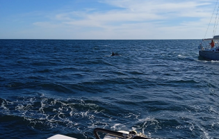 Veleiro com bandeira francesa atacado por orcas ao largo de Vila do Conde teve que ser socorrido