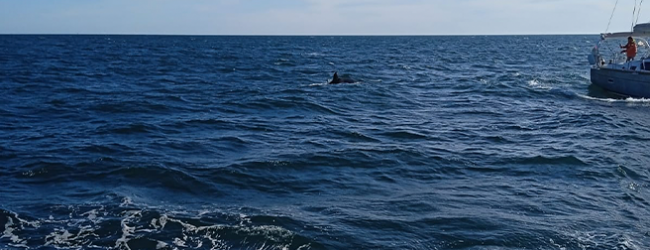 Veleiro com bandeira francesa atacado por orcas ao largo de Vila do Conde teve que ser socorrido