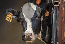 Barcelos destrona Vila do Conde e já é o campeão nacional da produção de leite em Portugal