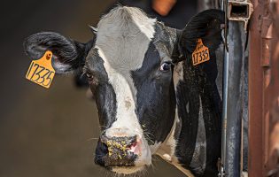 Barcelos destrona Vila do Conde e já é o campeão nacional da produção de leite em Portugal