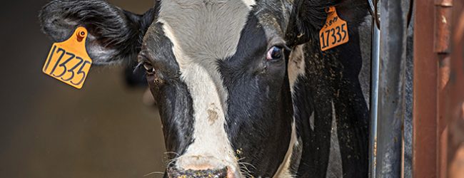 Barcelos destrona Vila do Conde e já é o campeão nacional da produção de leite em Portugal