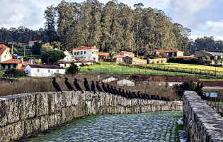 Corvos marinhos fazem “guarda de honra” a quem passa na Ponte d’Ave de Vila do Conde