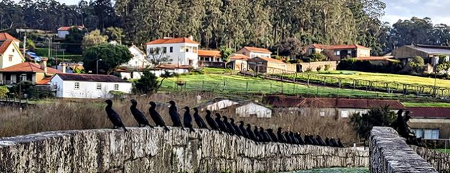 Corvos marinhos fazem “guarda de honra” a quem passa na Ponte d’Ave de Vila do Conde