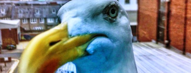 Comissão executiva da AMP reúne-se com municípios para ponto de situação das gaivotas