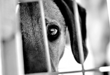 Moradora na Maia perde disputa judicial contra casal de vizinhos com cão barulhento em moradia
