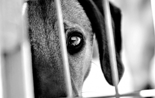 Moradora na Maia perde disputa judicial contra casal de vizinhos com cão barulhento em moradia
