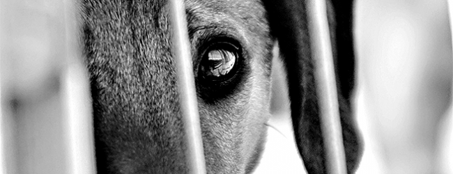Moradora na Maia perde disputa judicial contra casal de vizinhos com cão barulhento em moradia