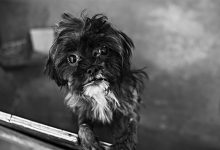 Cerca de 250 cães resgatados em Amarante vão para associações e mulher constituída arguida