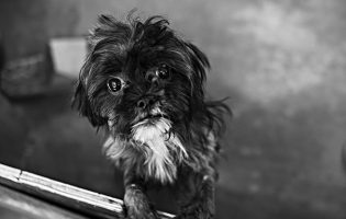 Cerca de 250 cães resgatados em Amarante vão para associações e mulher constituída arguida