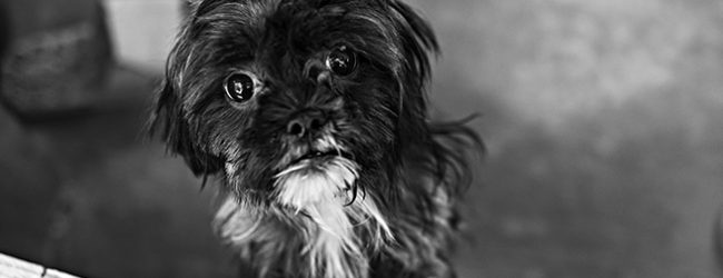 Cerca de 250 cães resgatados em Amarante vão para associações e mulher constituída arguida