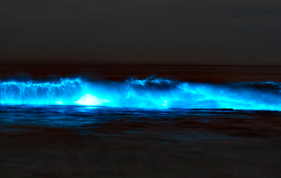 Alga Noctiluca Scintillans dá bioluminescência ao mar da praia das Caxinas em Vila do Conde