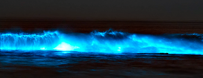 Alga Noctiluca Scintillans dá bioluminescência ao mar da praia das Caxinas em Vila do Conde
