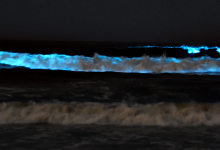 Alga Noctiluca Scintillans dá bioluminescência ao mar de Vila Chã e das Caxinas em Vila do Conde