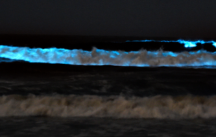 Alga Noctiluca Scintillans dá bioluminescência ao mar de Vila Chã e das Caxinas em Vila do Conde