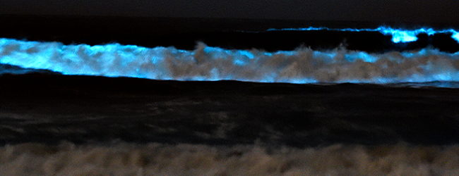 Alga Noctiluca Scintillans dá bioluminescência ao mar de Vila Chã e das Caxinas em Vila do Conde