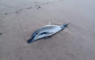 Cadáver de golfinho dá à costa no areal da praia da freguesia de AVer-o-Mar na Póvoa de Varzim