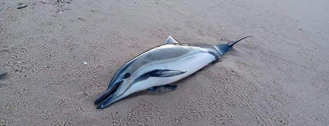 Cadáver de golfinho dá à costa no areal da praia da freguesia de AVer-o-Mar na Póvoa de Varzim