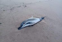 Golfinho encontrado sem vida na Praia de S. Paio na freguesia de Labruge em Vila do Conde
