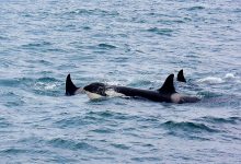Veleiro atacado por orcas ao largo da praia da Aguçadoura no concelho da Póvoa de Varzim