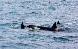 Veleiro atacado por orcas ao largo da praia da Aguçadoura no concelho da Póvoa de Varzim