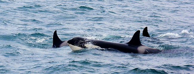 Veleiro atacado por orcas ao largo da praia da Aguçadoura no concelho da Póvoa de Varzim